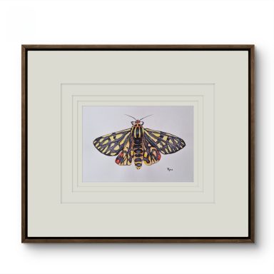 Arctia menetriesii (Tiger moth)
